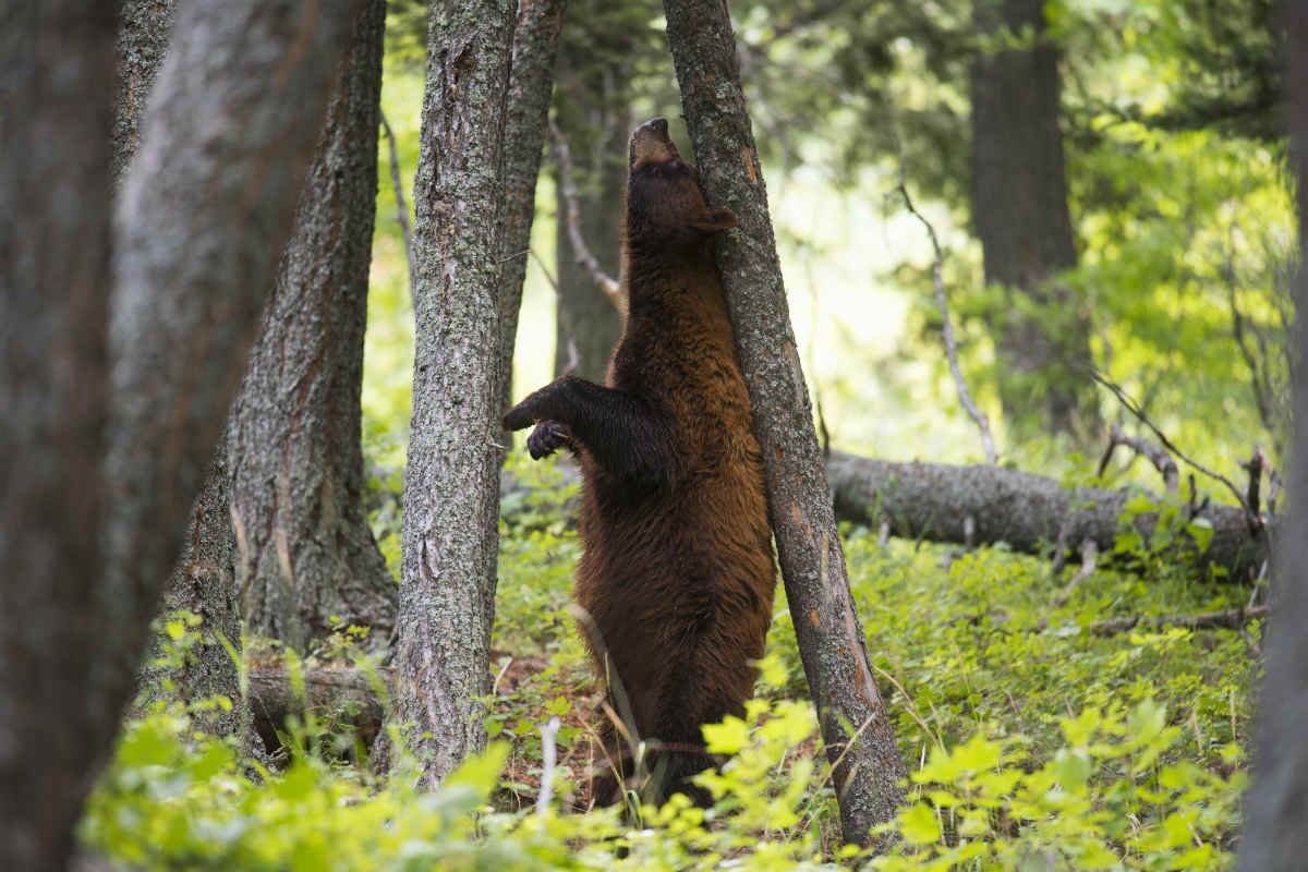 Black bears prefer a quieter life on private land, study shows.