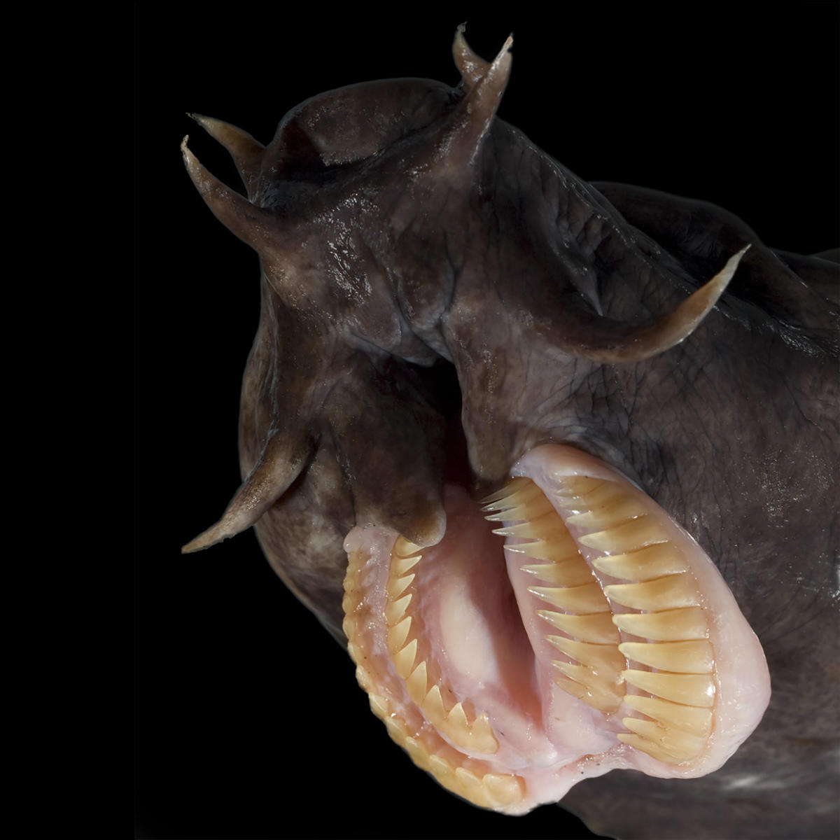The modern-day hagfish has no eyes, jaws or teeth, and instead uses a spiky tongue-like apparatus to rasp flesh off dead fish and whales at the bottom of the ocean.
