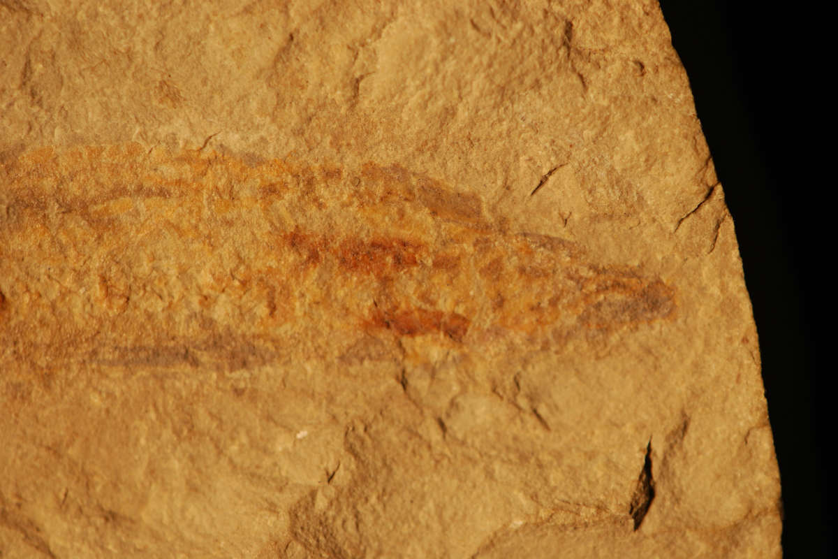 Closeup of the head of Tethymyxine tapirostrum, believed to be the first detailed fossil of a hagfish.