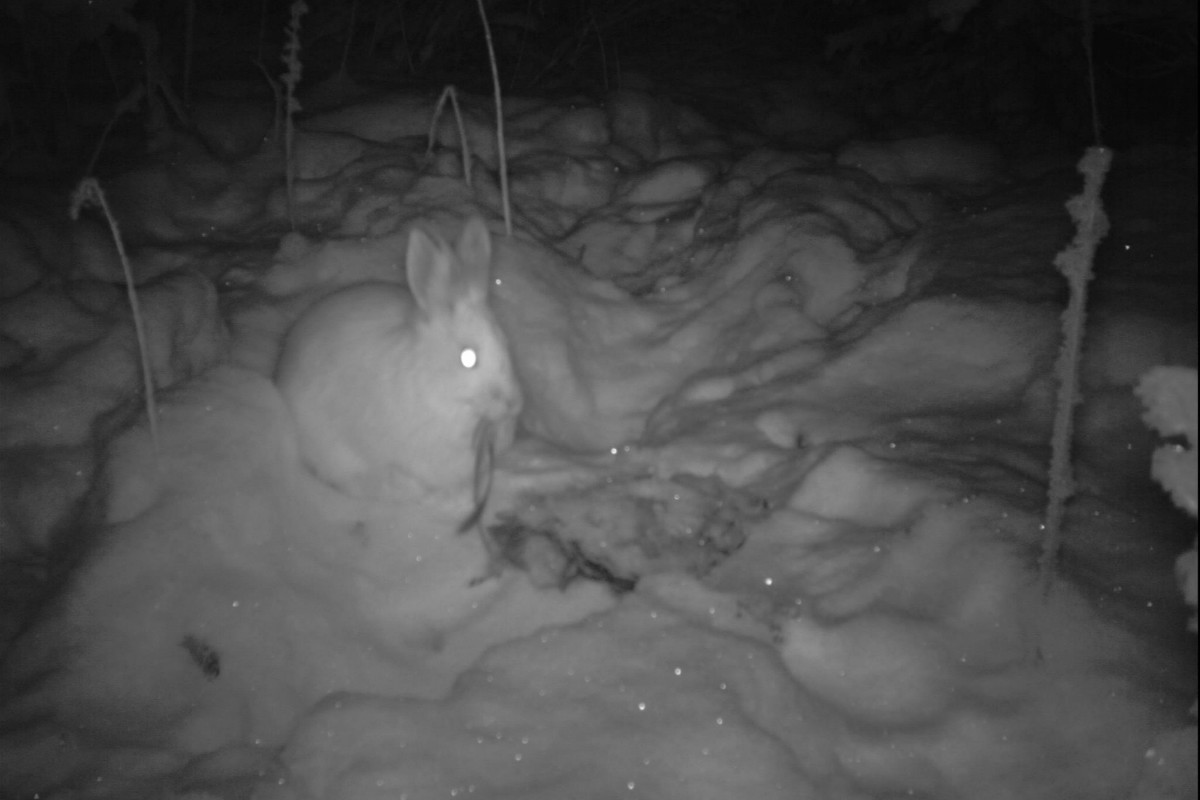 Snowshoe hares scavenge animal remains, according to a new study.