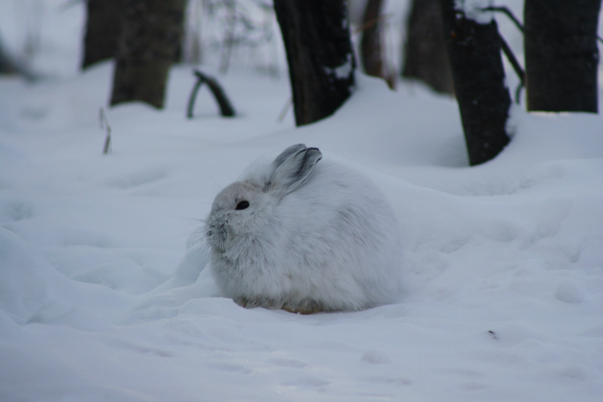 Snowshoe hares scavenge animal remains, according to a new study.
