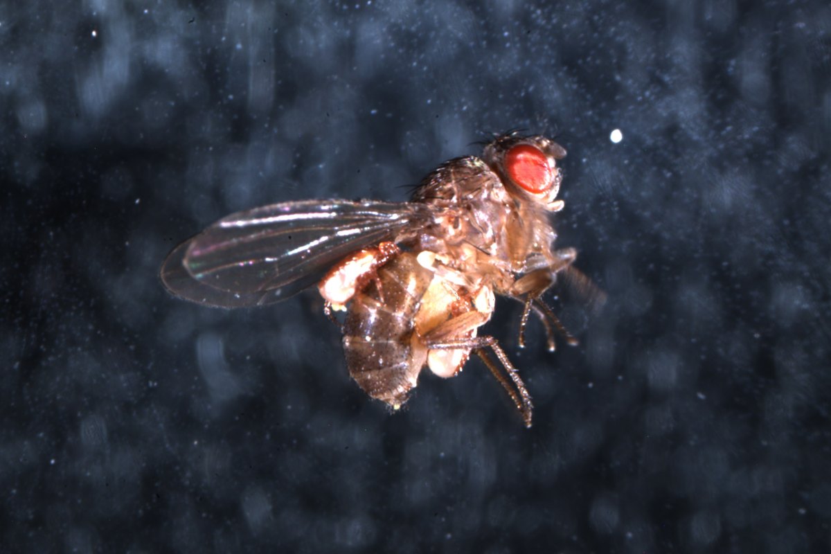 Fruit flies have more to fear than just infection by parasitic mites, like the one pictured here.