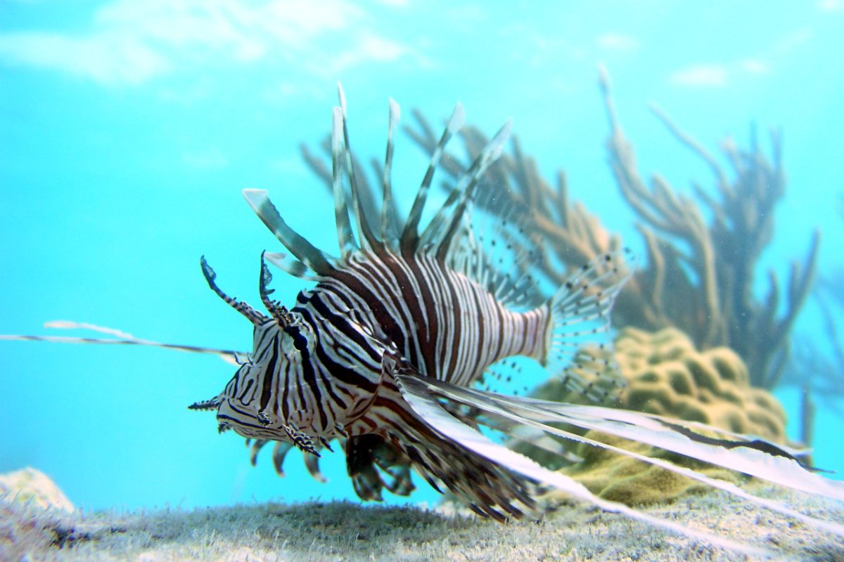 Marine biologists uncover clues about what makes invasive lionfish such effective predators on reefs in the Atlantic and Caribbean.