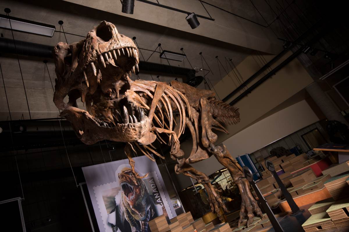 Nicknamed "Scotty," the record-breaking rex is also the largest dinosaur skeleton ever found in Canada.