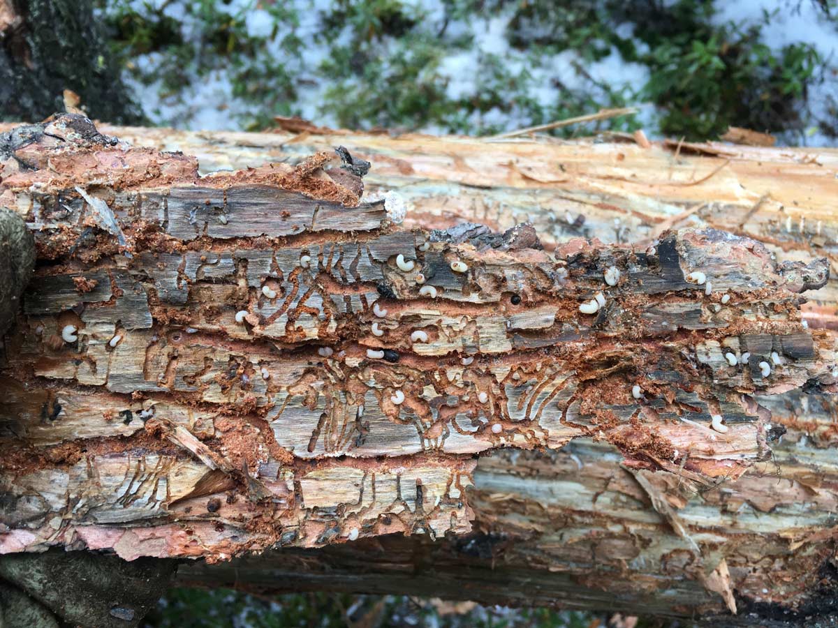 Pine beetles and larvae scattered along tree bark