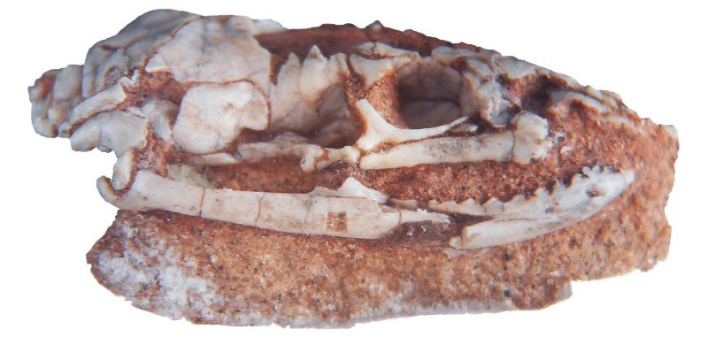 The researchers examined a strikingly well-preserved fossil of the rear-limbed snake Najash rionegrina, found in Argentina.