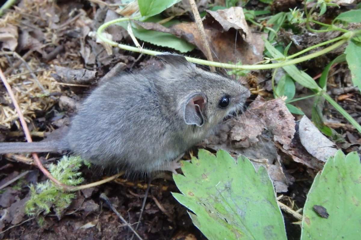 New research suggests that deer mice and red-backed voles aren't bothered by industry.
