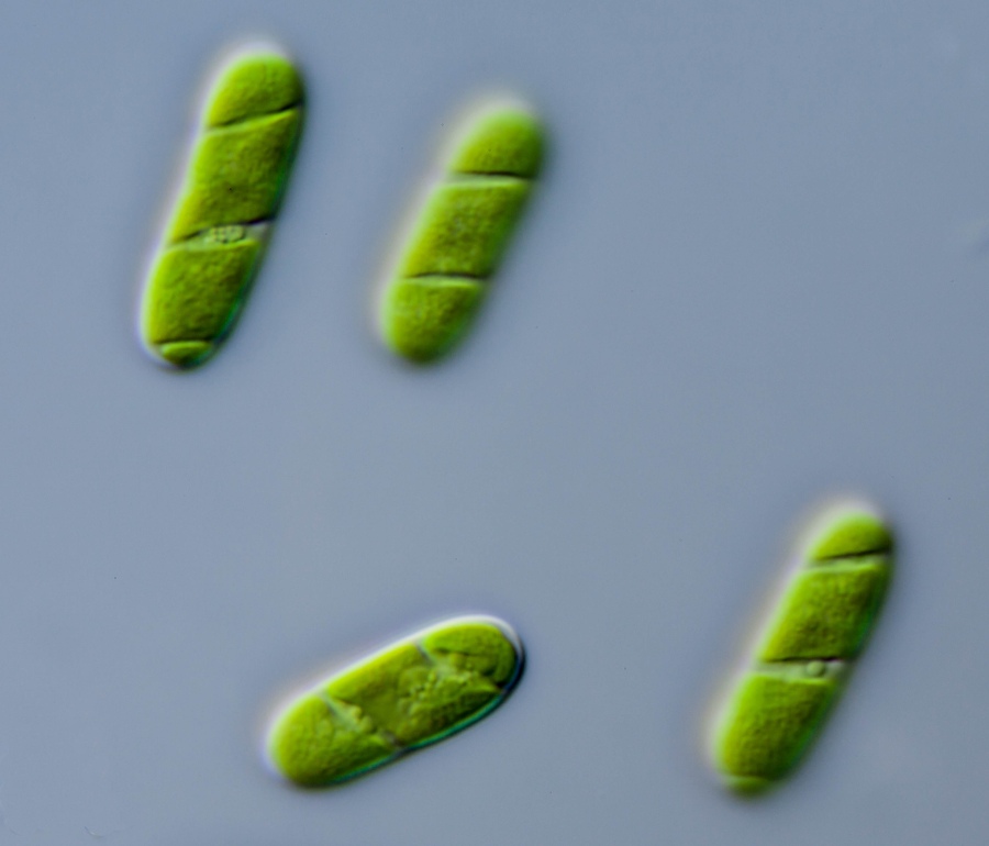 New study shows that gene transfer from bacteria to algae allowed early life to move from water to land.