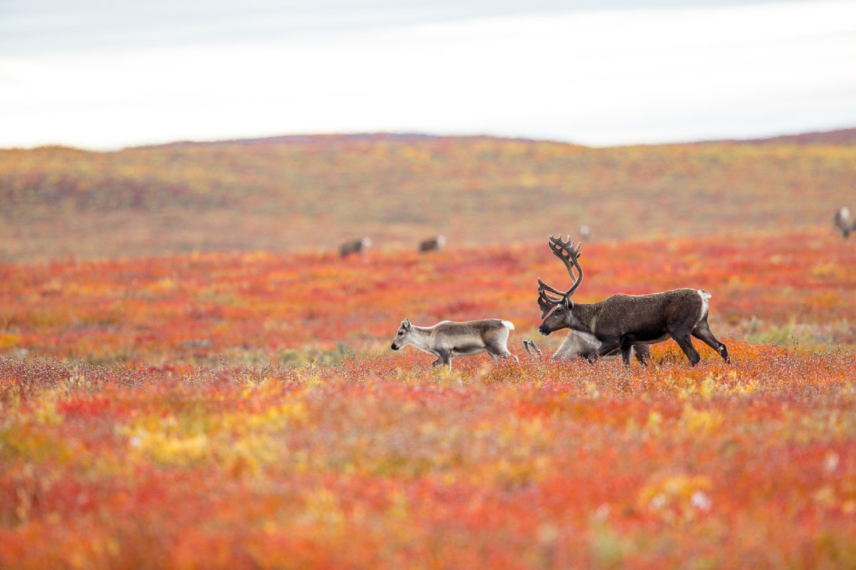 A new study by University of Alberta biologists is examining the role of climate change on the migration and reproduction of caribou in the Canadian Arctic. 