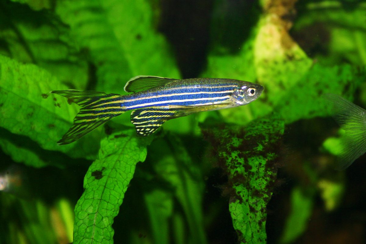 A new study is examining nicotine withdrawal in Zebrafish, offering clues to human addiction.