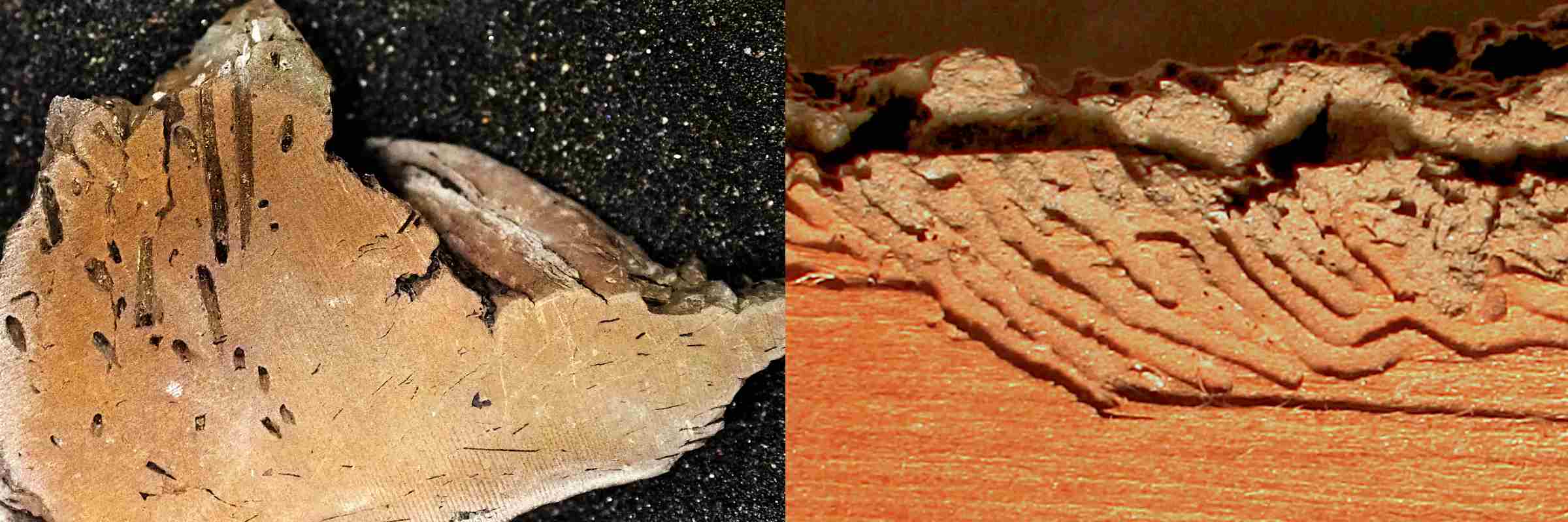 Photos comparing a piece of the fossil (left) to gribble borings in wood collected from Willapa Bay, Washington (right). Both photos are 6 cm wide. Photo credit: Scott Melnyk