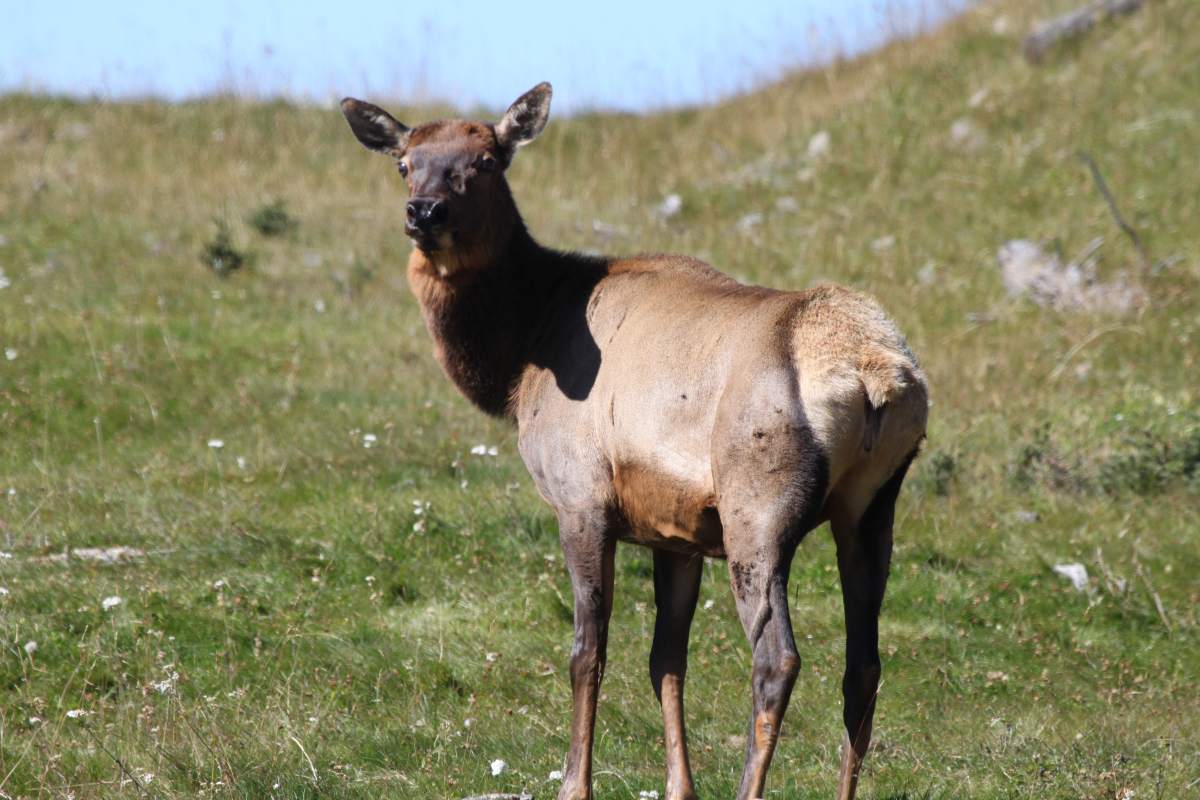 A wild elk in Southern Alberta.