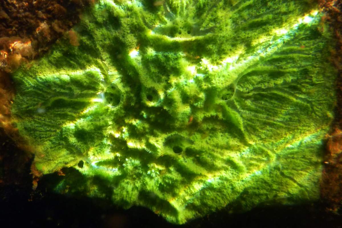 A sample of the freshwater sponge Ephydatia muelleri, growing in a lake.