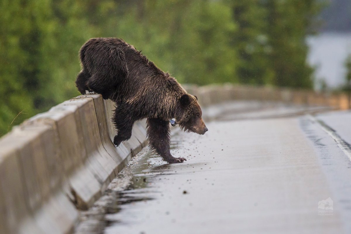  A bear crosses a highway. A new study by Canadian ecologists is examining how grizzly bears learn to coexist with humans.