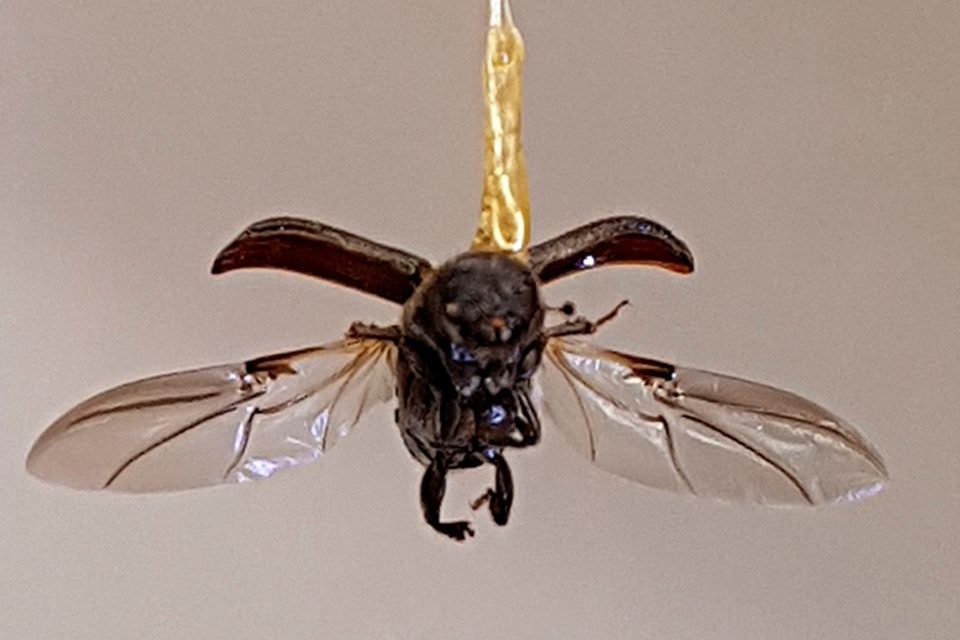 A mountain pine beetle in flight.