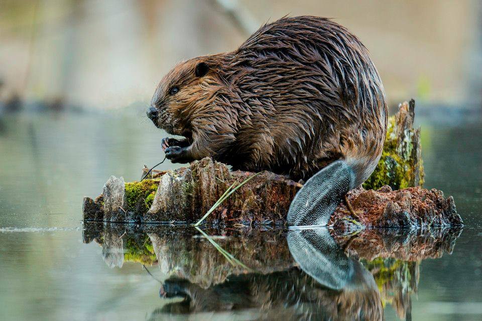Beavers, like the one pictured here, are making their homes on sites of industry activity.