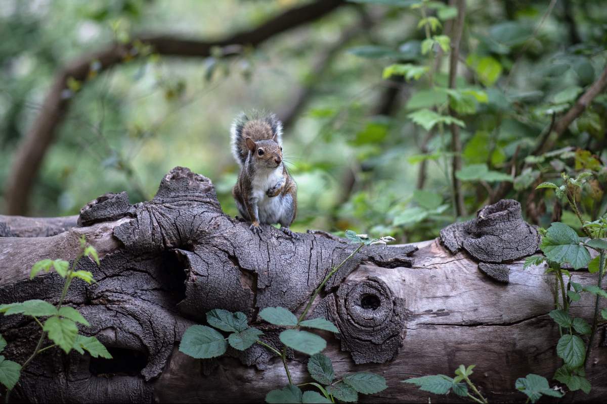 A squirrel stands on a log in a forest.