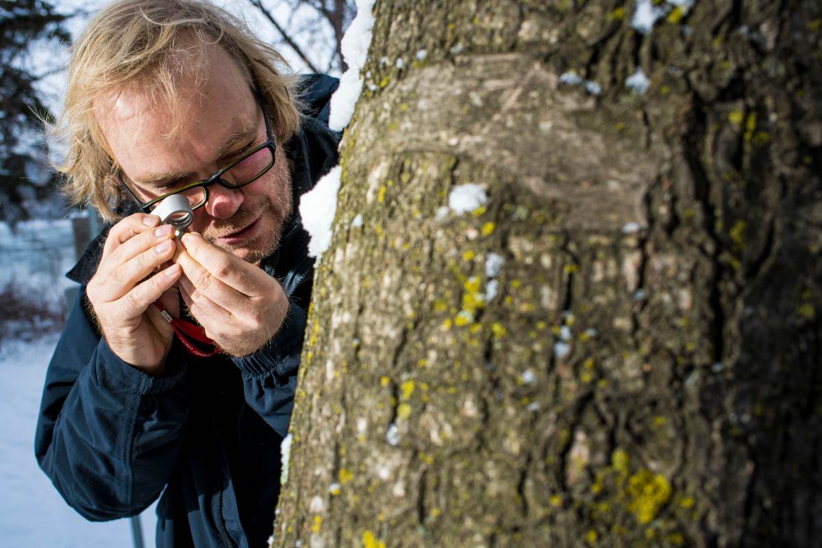 Toby Spribille and an international team of researchers have led a new study examining the lichen of Alaskan rainforests.