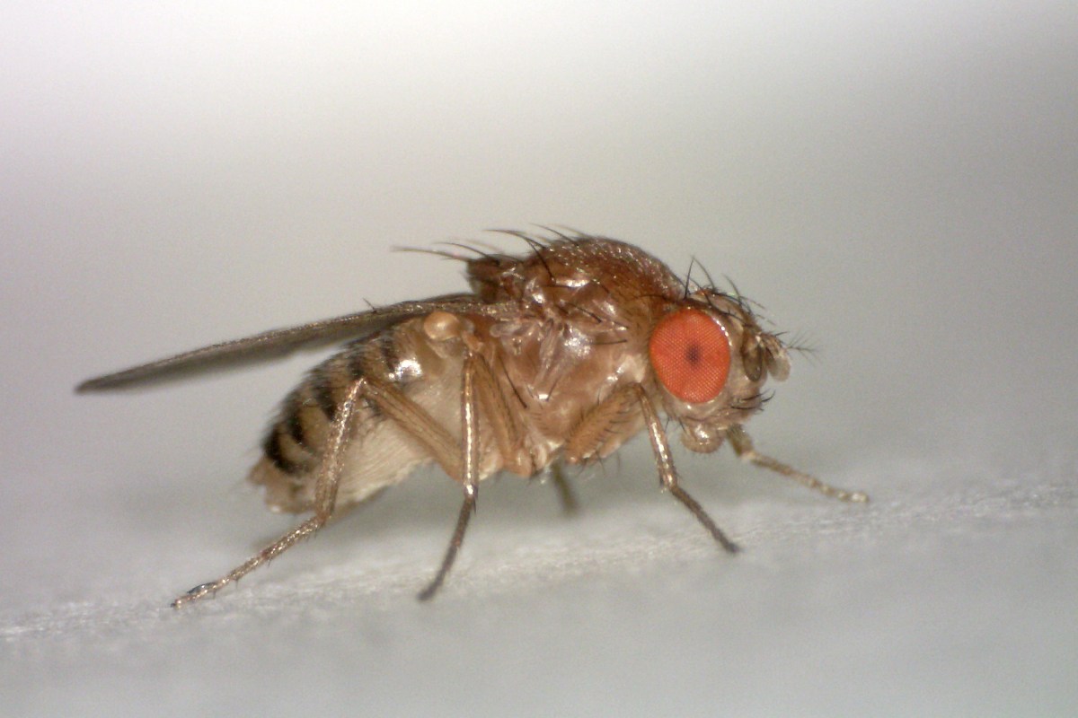 New research sheds light on stem cell proliferation and terminal differentiation in fruit flies, with implications for human health. Photo credit: Hannah Davis / CC 4.0
