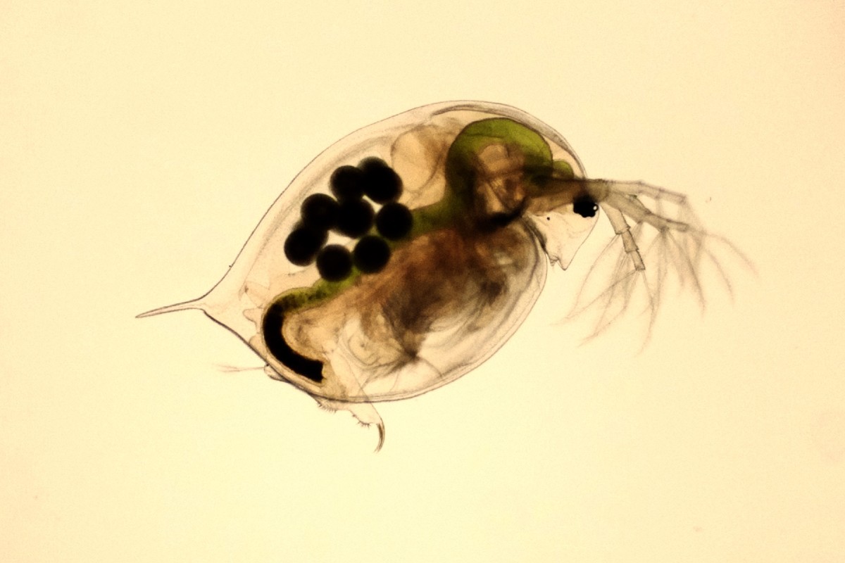 A female water flea under the microscope—roughly 5mm in length.
