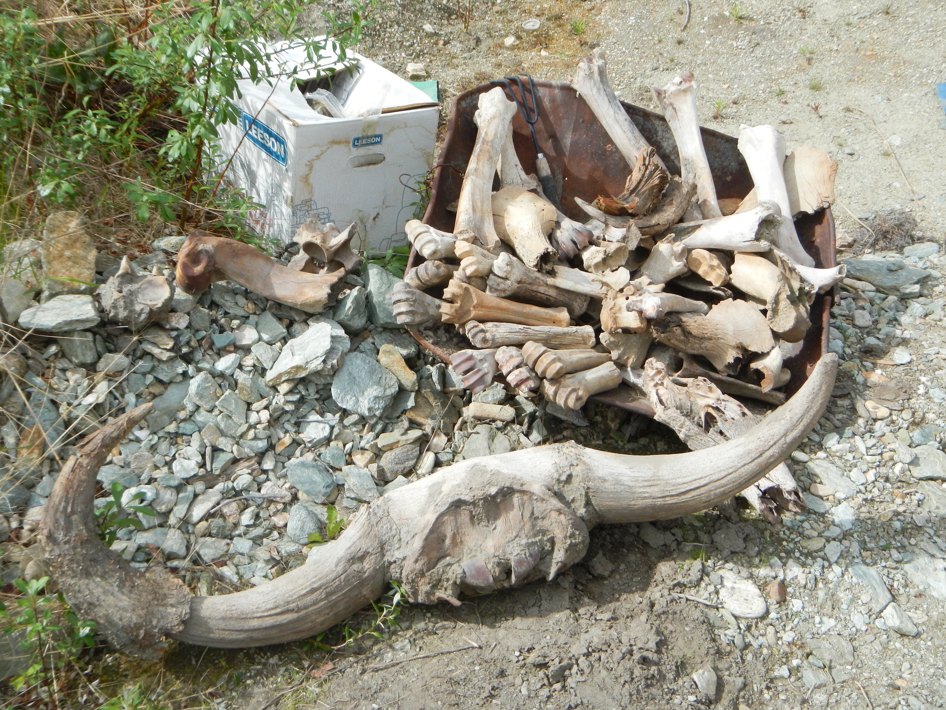 Pleistocene fossils from the Klondike region of Yukon, including Bison priscus skull.
