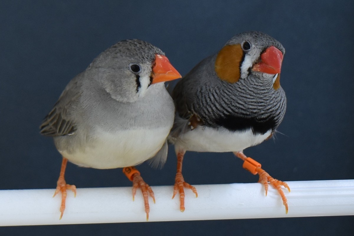 Two zebra finches, a female on the left and a male on the right.
