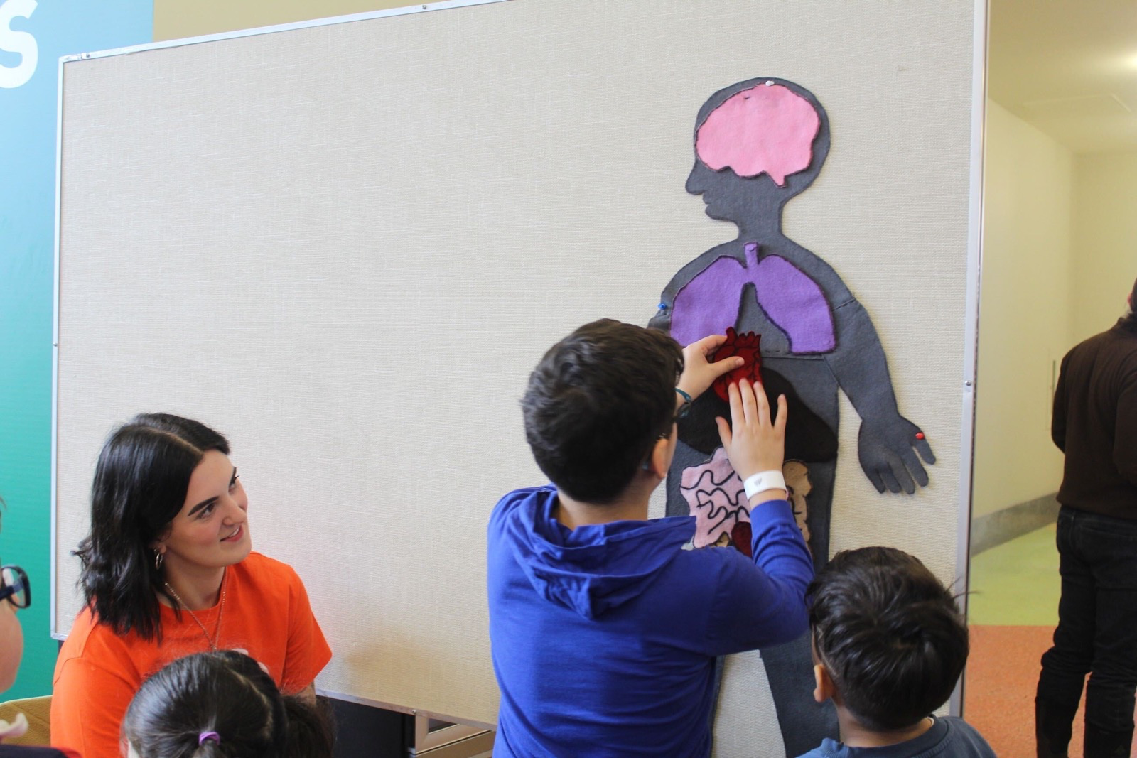 A group of students are led by a FUNday volunteer in a biology activity, pinning organs on a silhouette of a body to better understand the inner workings of the human body.
