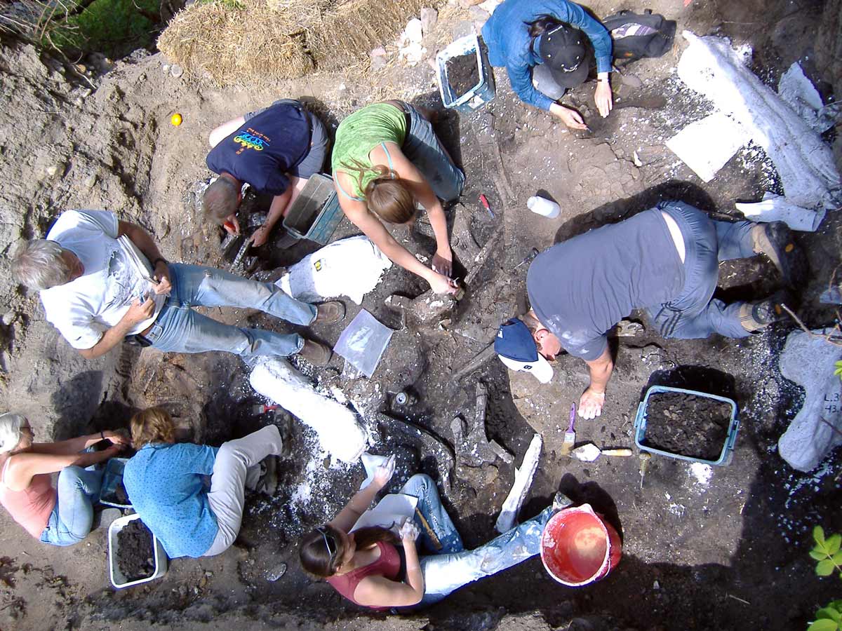Paleontology students and researchers dig up fossils in the Danek bonebed