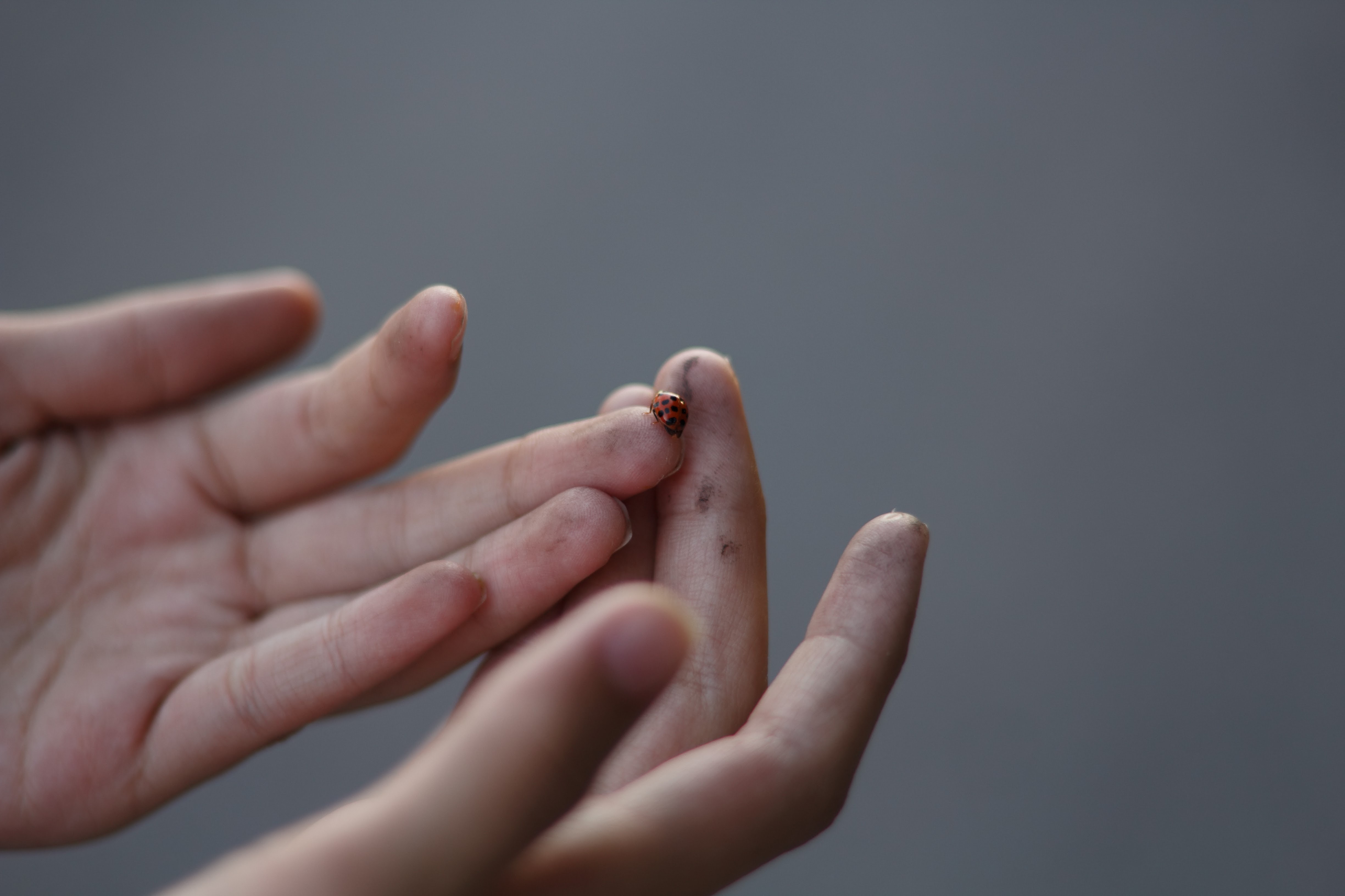 ladybug-hand.jpg