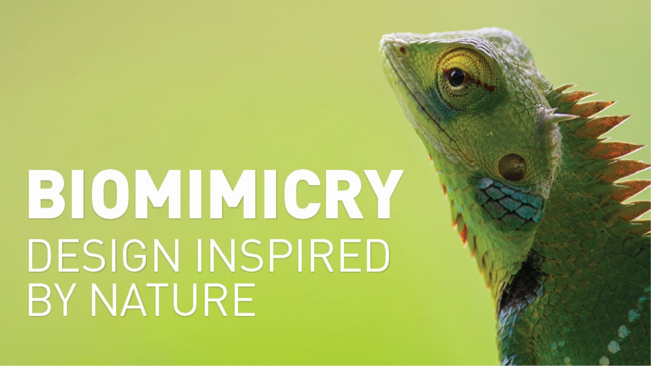 sdg9-biomimicry-design-inspired-by-nature.jpg