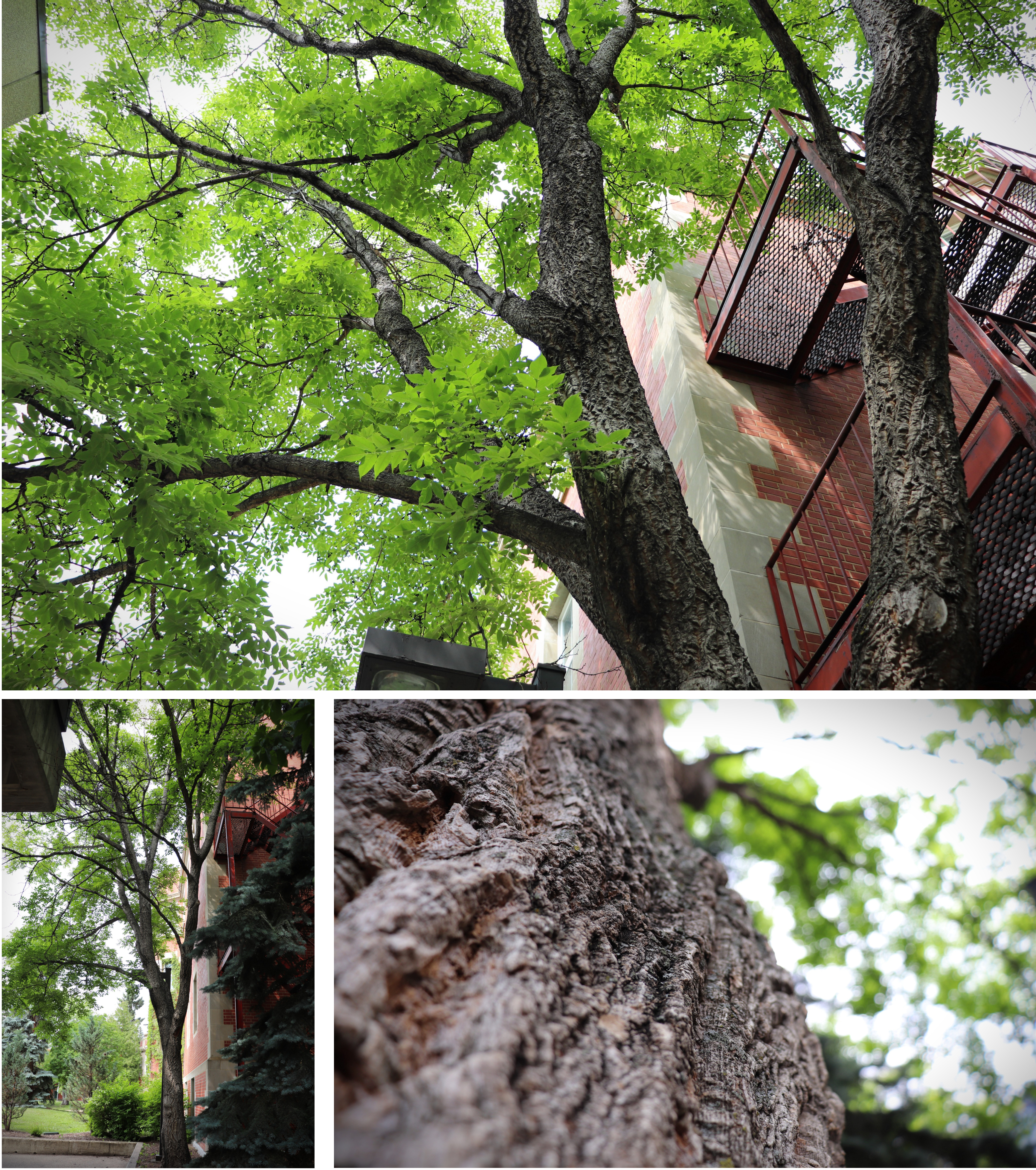 amur-cork-collage.jpg