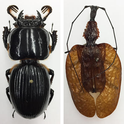 Images of two different beetle species