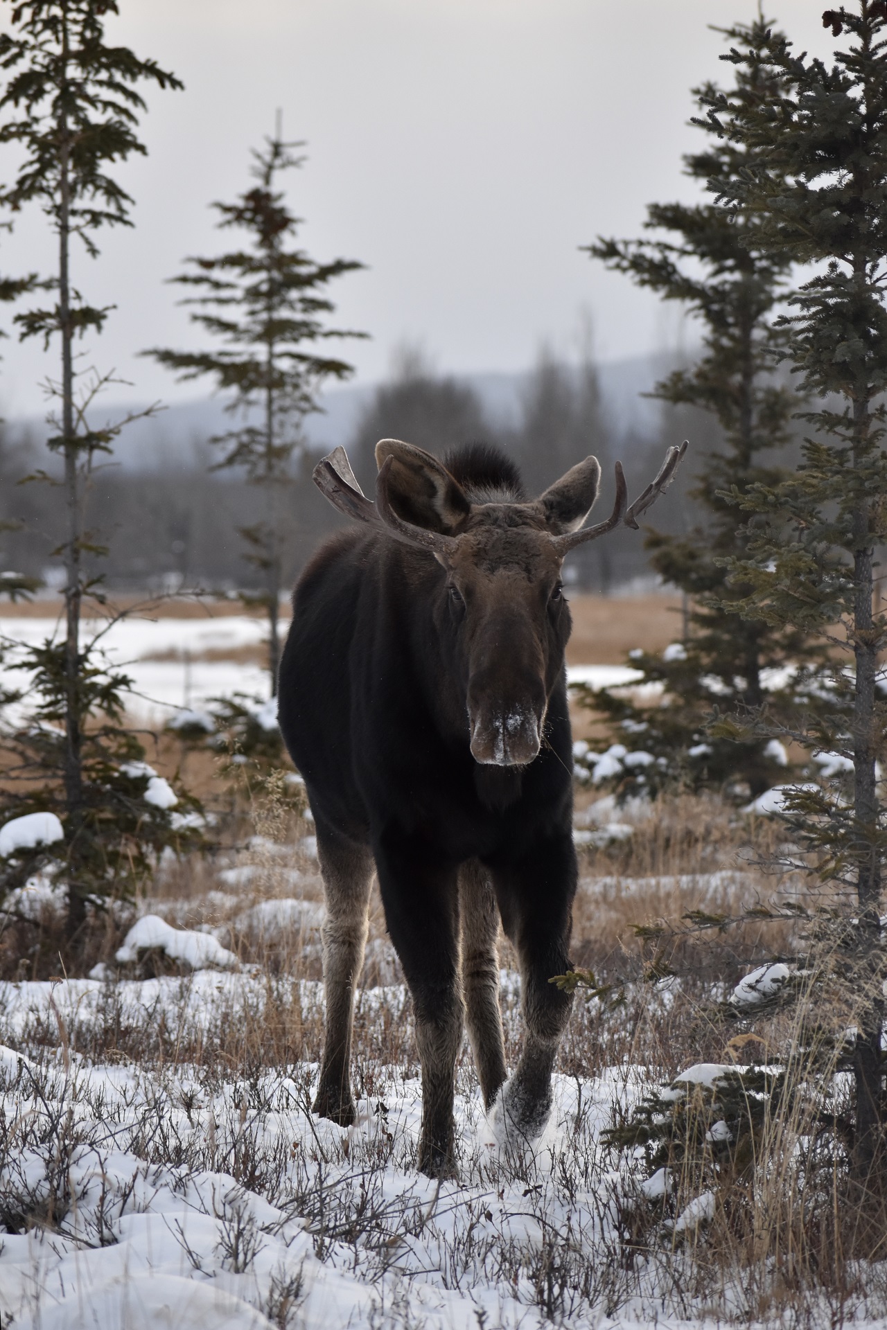 A young moose