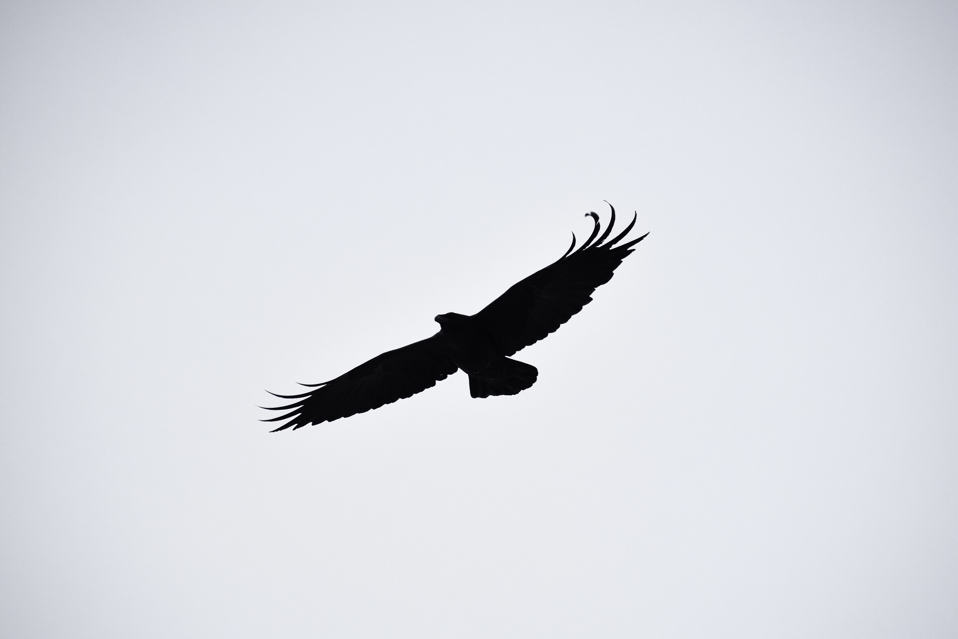 Eagle in sky