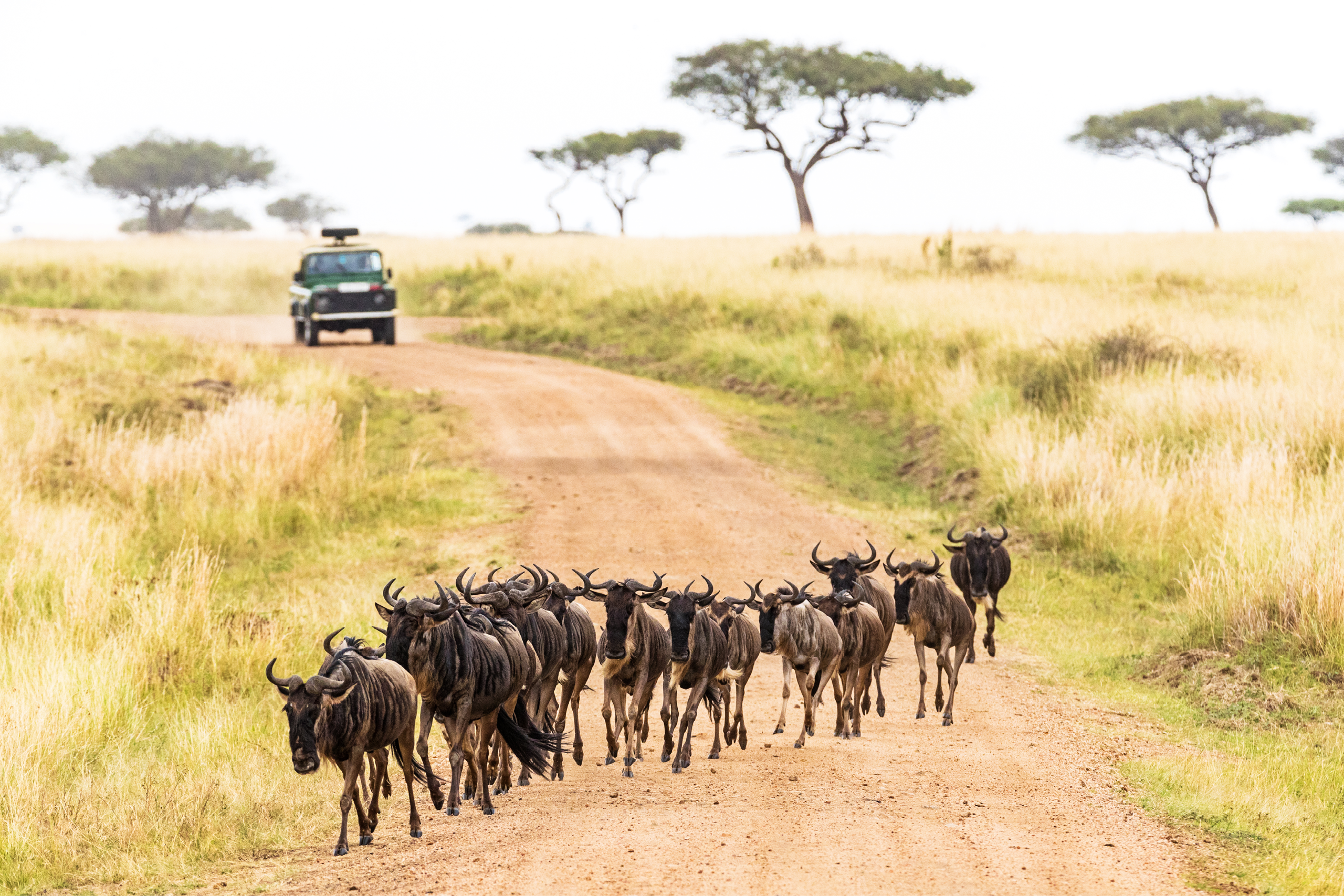Wildebeest traveling along a dirt road