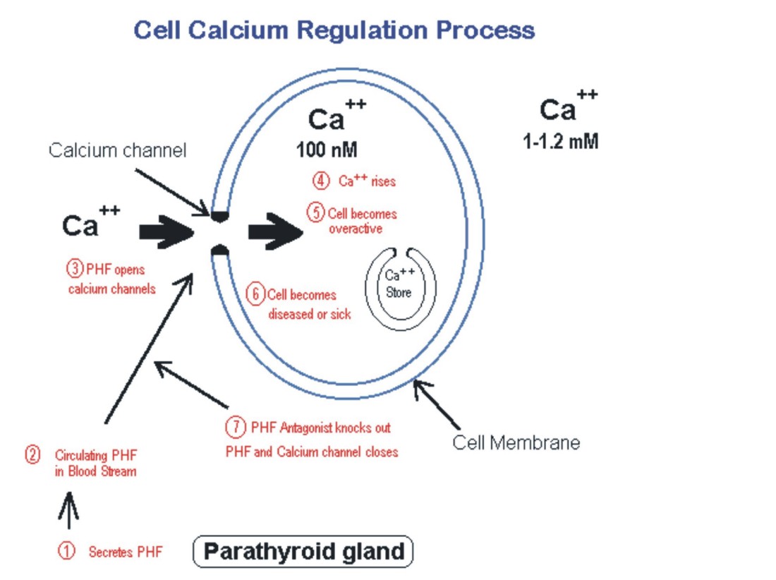 Cell calcium and its regulation in smooth muscle